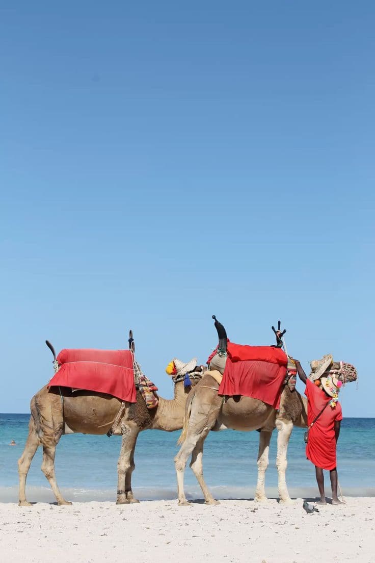 Camels on the beach