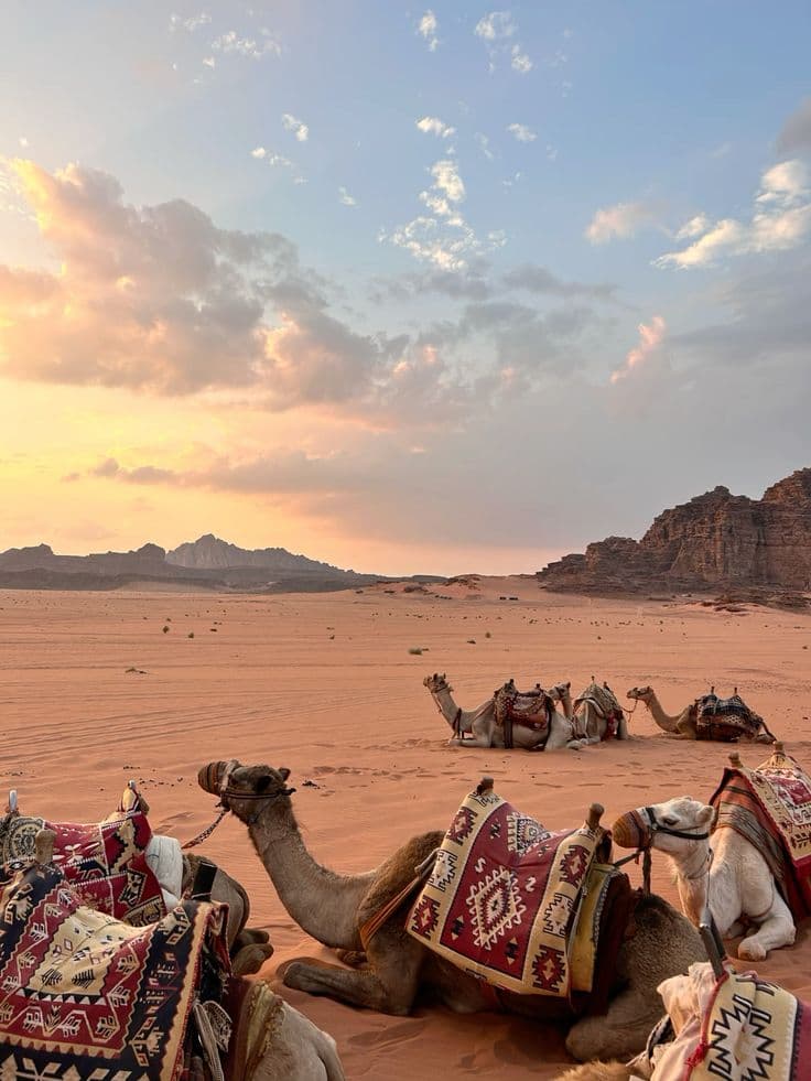 Camel Ride in Djerba